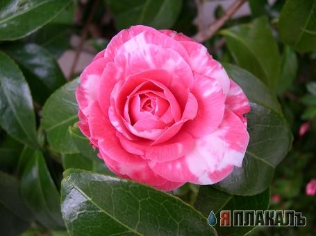 Скоро весна! ЦВЕТЫ