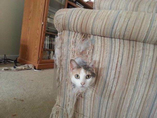 Прикольные животные