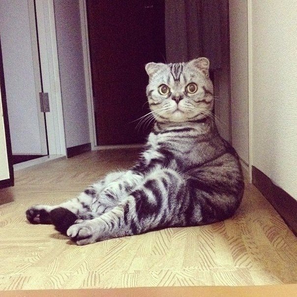 Прикольные животные
