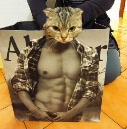 ГЛАГОЛящие коты