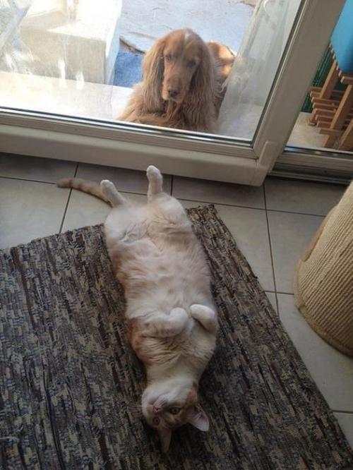 Коты из сети