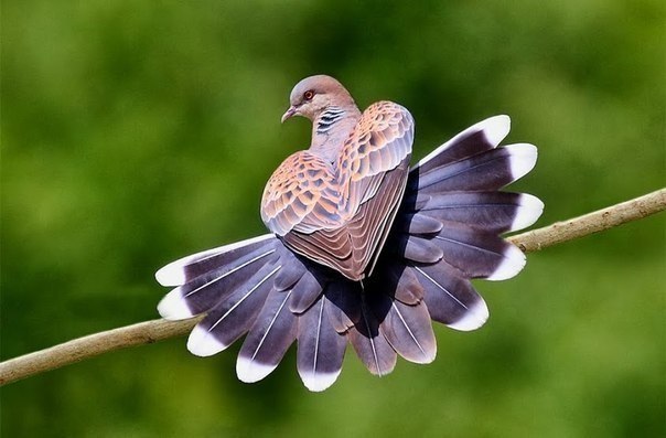 Самые смешные животные