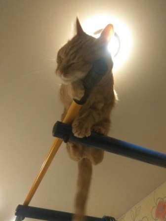 Котовторник  31.01.2017