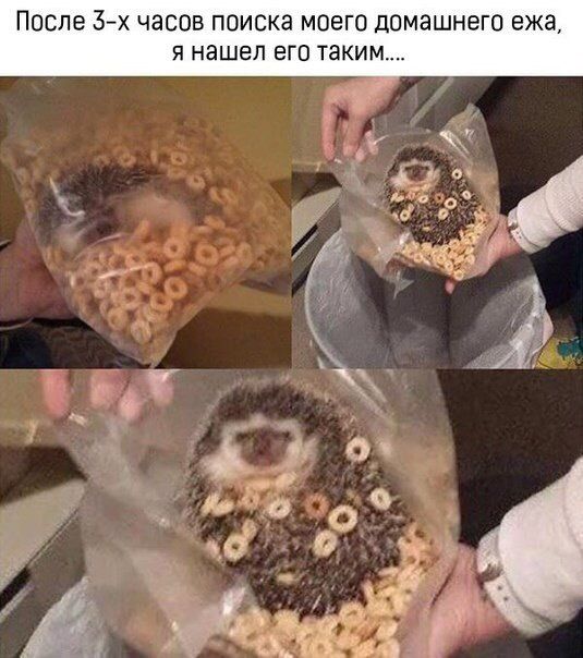 Подборка забавных животных
