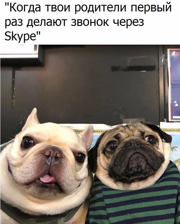 Живность из сети