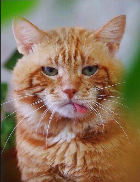 24 кота, которые подняли дерзость на новый уровень