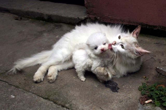 Коты и Кошки