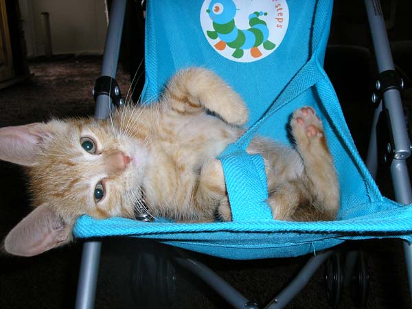 Котовторник  на  ЯПлакалъ