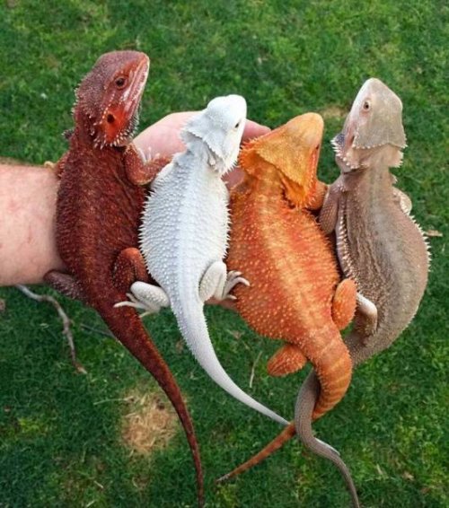 Живность из сети