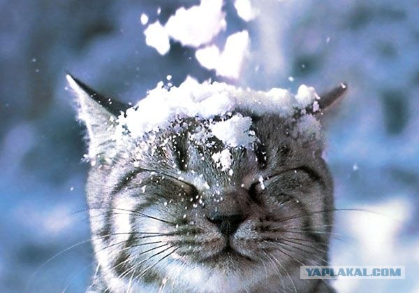 Котовторник. А как же?!