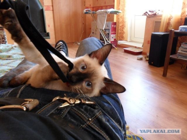 Котовторник, для любителей кошек