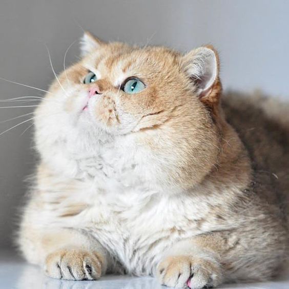 Прикольных котов пост