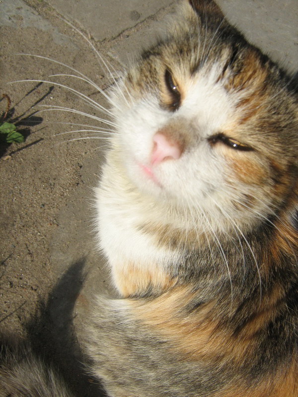 Котовторник (14.02.2012)