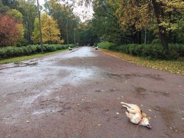 Милые животные. Мимиметр сломался
