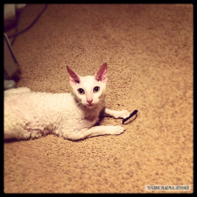 Котовторник 10.04.2012