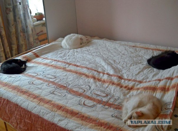Кот, который не определился