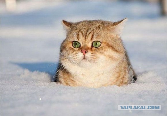 Котовторник 22.05.2012
