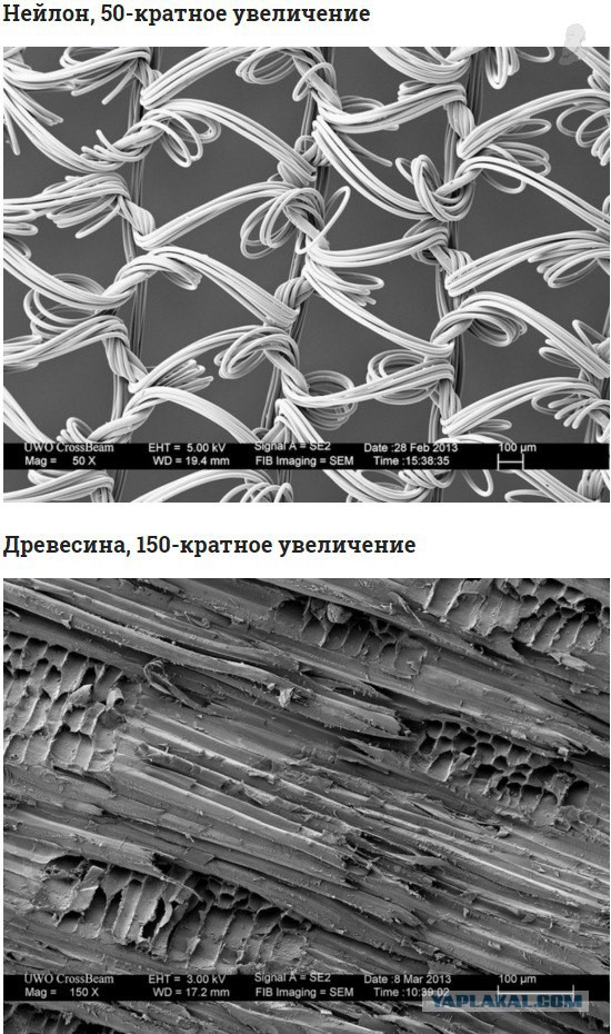 Фотографии предметов под микроскопом, о которых вы слышали, но никогда не видели так близко