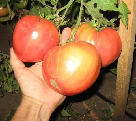 Вкус помидора