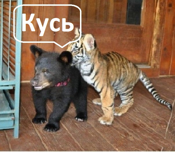 Дружба между львом, тигром и медведем