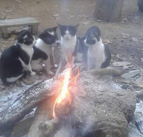 Живность из сети