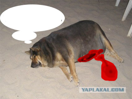 Фотожаба: О чем же думает собака?....