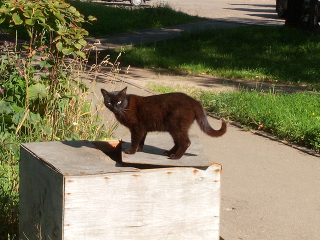 Котовторник