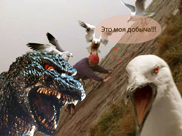 Чайки атакуют!