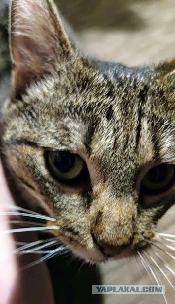 Котовторник!