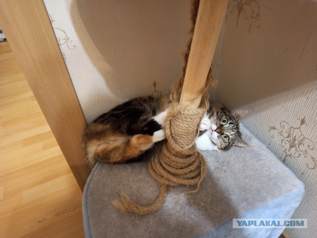 А ваши котейки че счас делают?