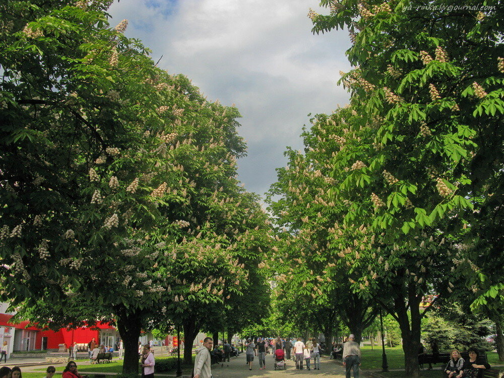 Где Можно Купить Каштаны В Москве