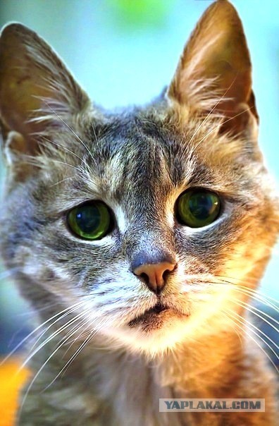 Кот любит коровье молоко