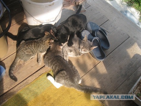 Котята просят есть