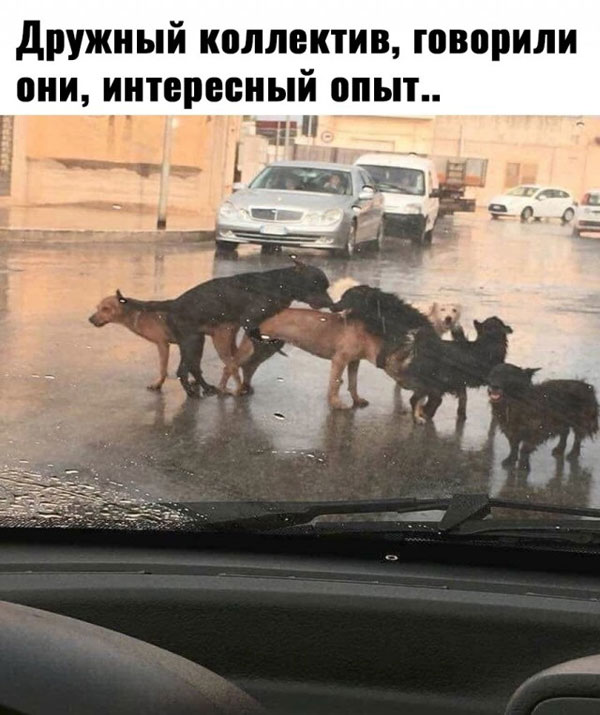 Керт... Курт... а, Кортинко!