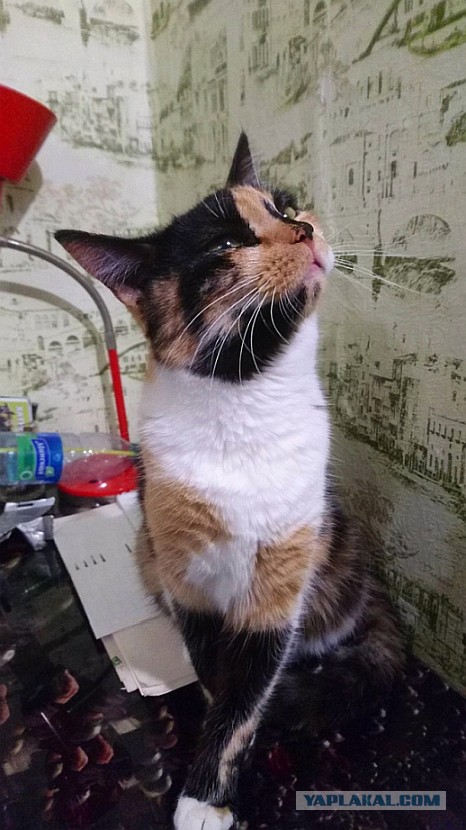 Собрали из того, что было