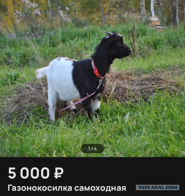 Всего понемногу. От 16.05.2024