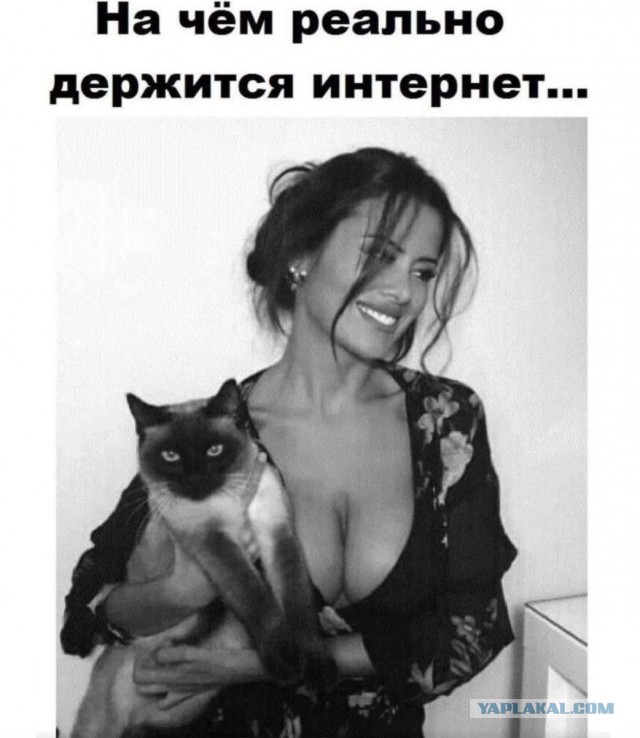 К котовторнику: подборка картинок-баянов с котиками и про котиков. Выпуск 3.