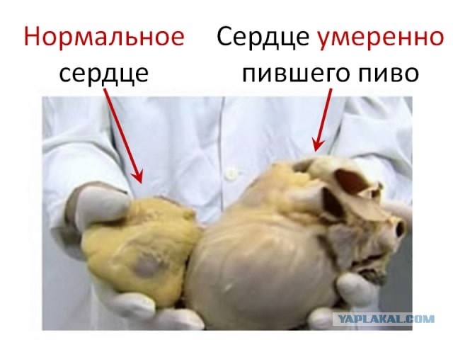 Рабы, сосите пиво