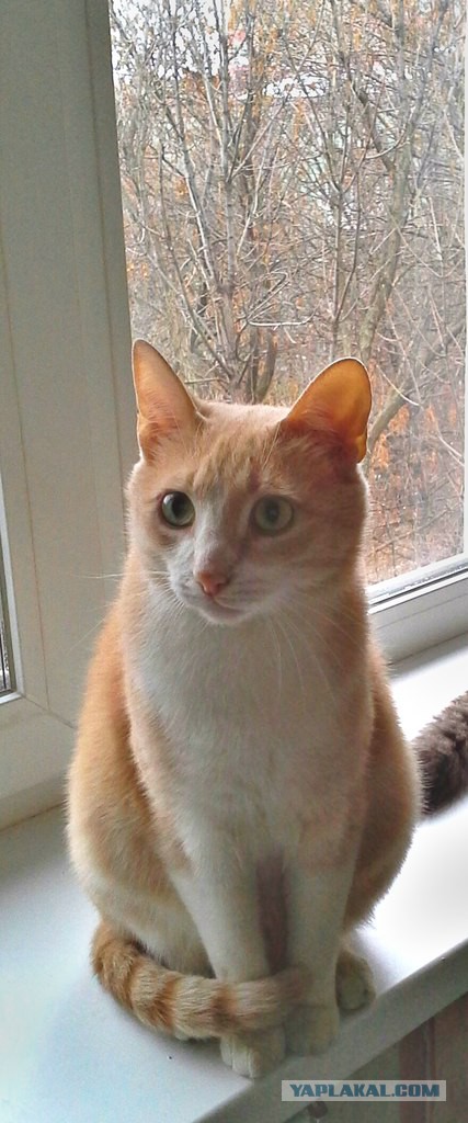 Котовторник 26.11.2013
