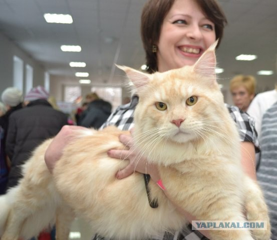 Котовторник   17.12.2013