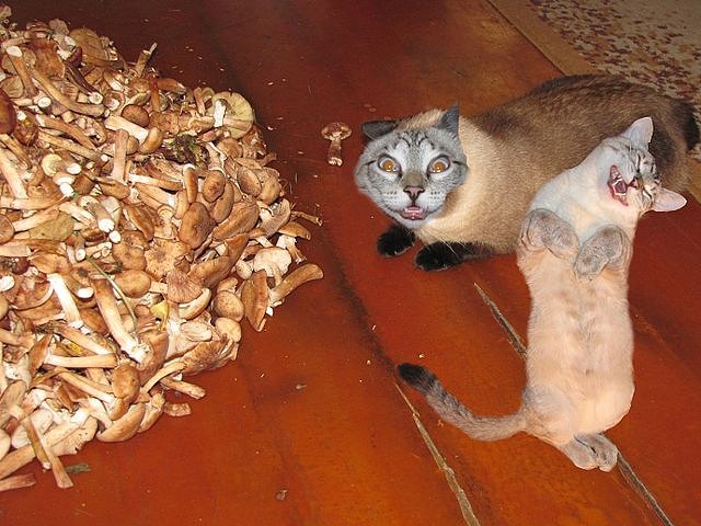 Глуповатый и одновременно смешной котенька)))