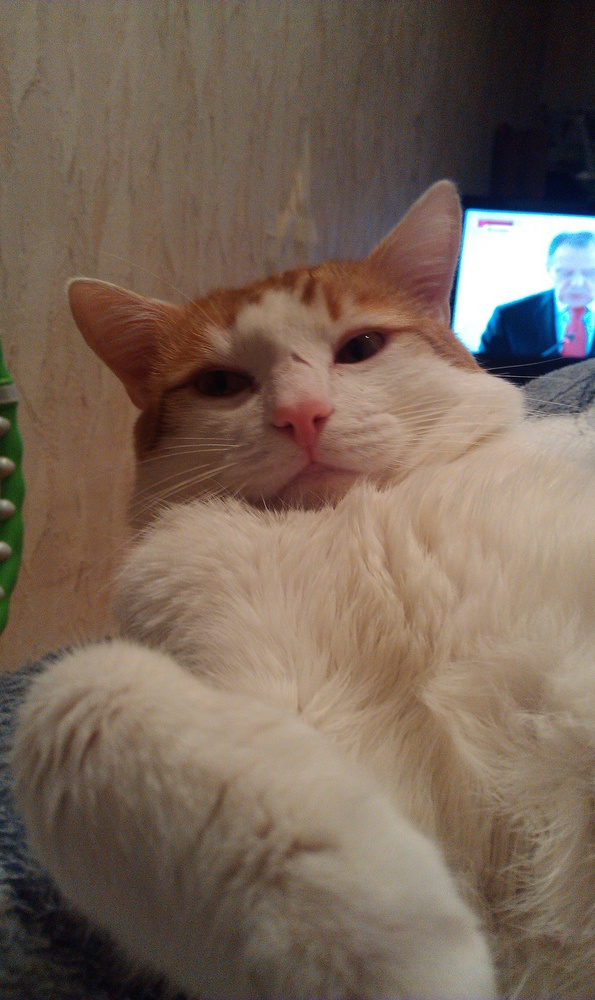 Котовторник 01.04.2014