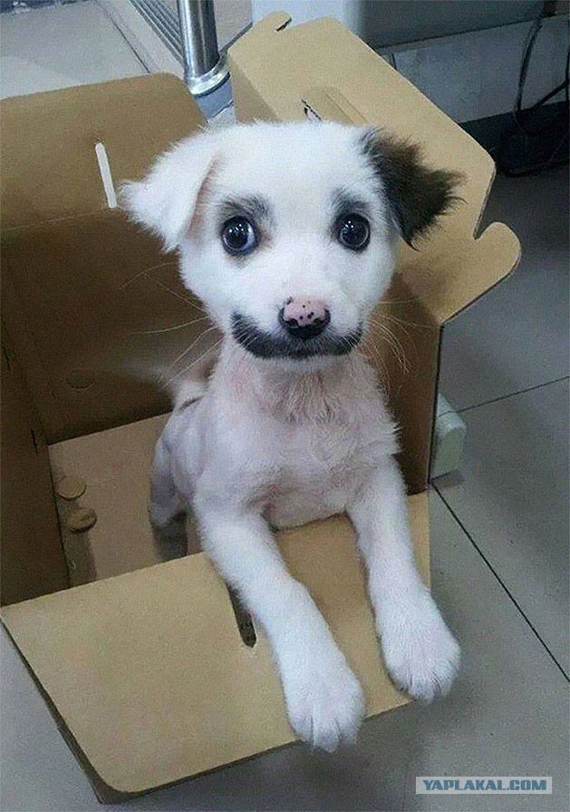 Фотки из интернета.