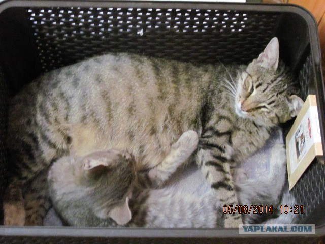 Котовторник 05.08.2014