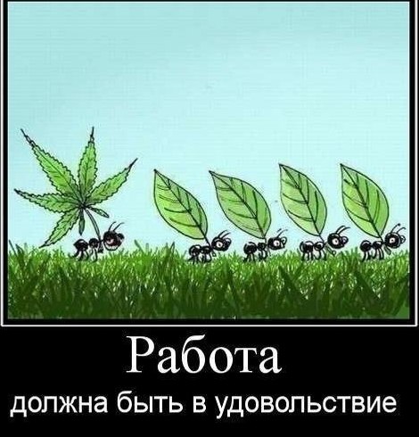 13 животных-архитекторов и дома которые они строят