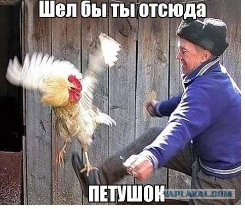 Боксер от бога