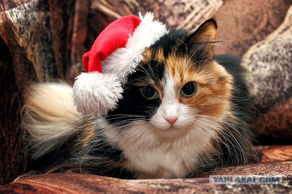 Котовторник 27.01.2015