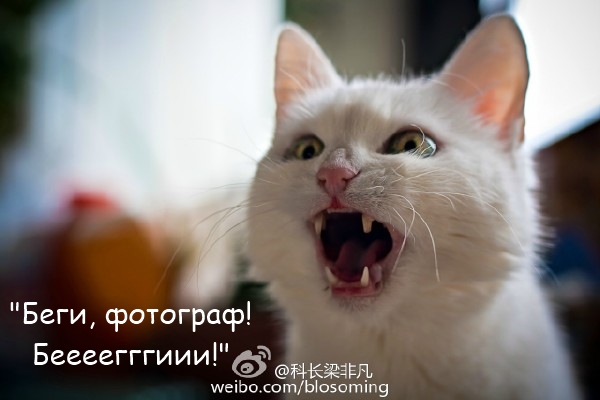 Север. Мишки на... пастбище!