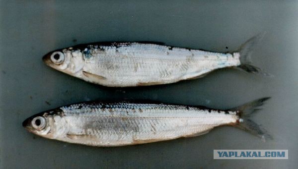 Какие продукты уникальны для Вашего региона?