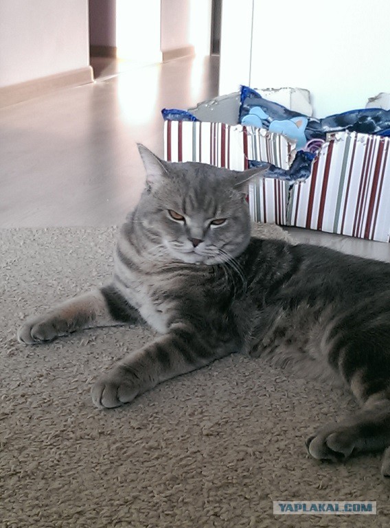 Котовторник 31.03.2015